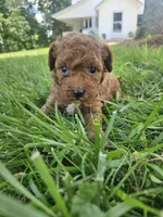 Sarge, a male Cavapoo for sale in Crab Orchard, KY – 1 of 5