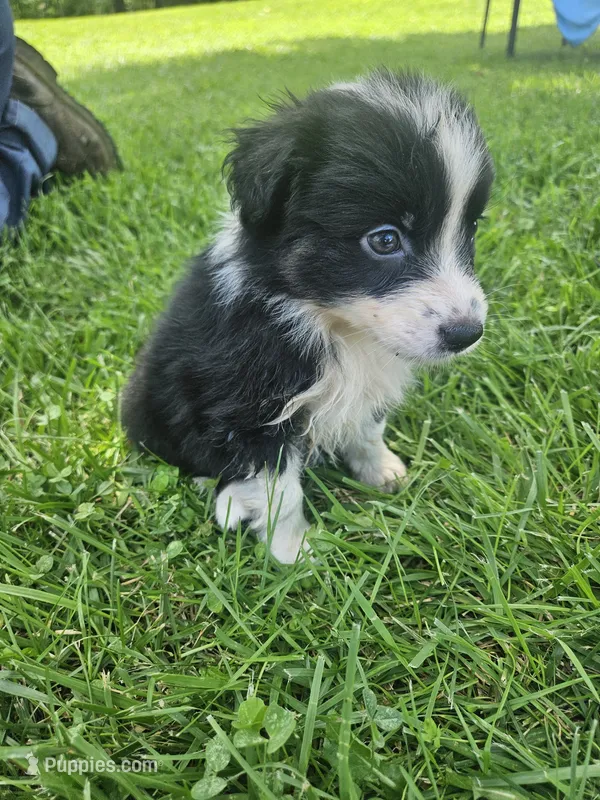Lottie – Australian Shepherd puppy for sale in Crab Orchard, KY