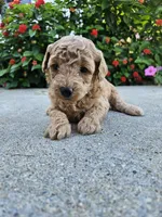 Winnie, a female Bichpoo for sale in Crab Orchard, KY – 5 of 6