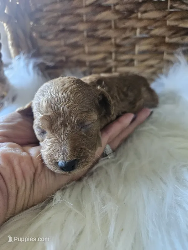 Gyspy – Cavapoo puppy for sale in Crab Orchard, KY