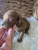 Gus, a male Cavapoo for sale in Crab Orchard, KY – 2 of 7