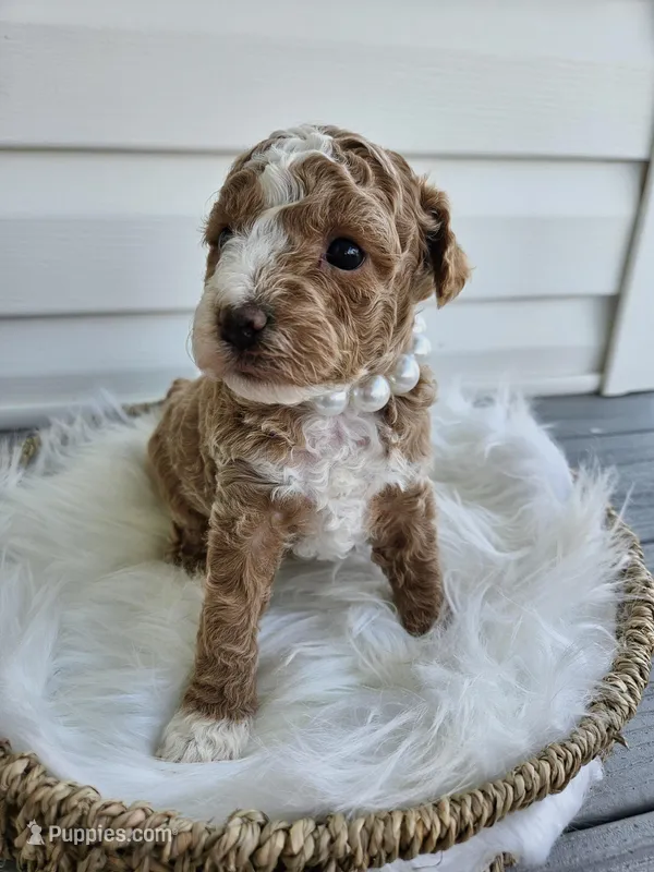 Bella – Poochon puppy for sale in Crab Orchard, KY