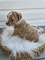 Bella, a female Poochon for sale in Crab Orchard, KY – Photo 6 of 6