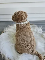 Bella, a female Poochon for sale in Crab Orchard, KY – Photo 5 of 6