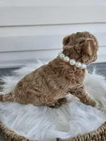 Bella, a female Poochon for sale in Crab Orchard, KY – Photo 4 of 6