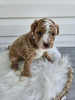 Bella, a female Poochon for sale in Crab Orchard, KY – Photo 2 of 6