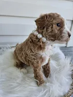 Bella, a female Poochon for sale in Crab Orchard, KY – Photo 3 of 6