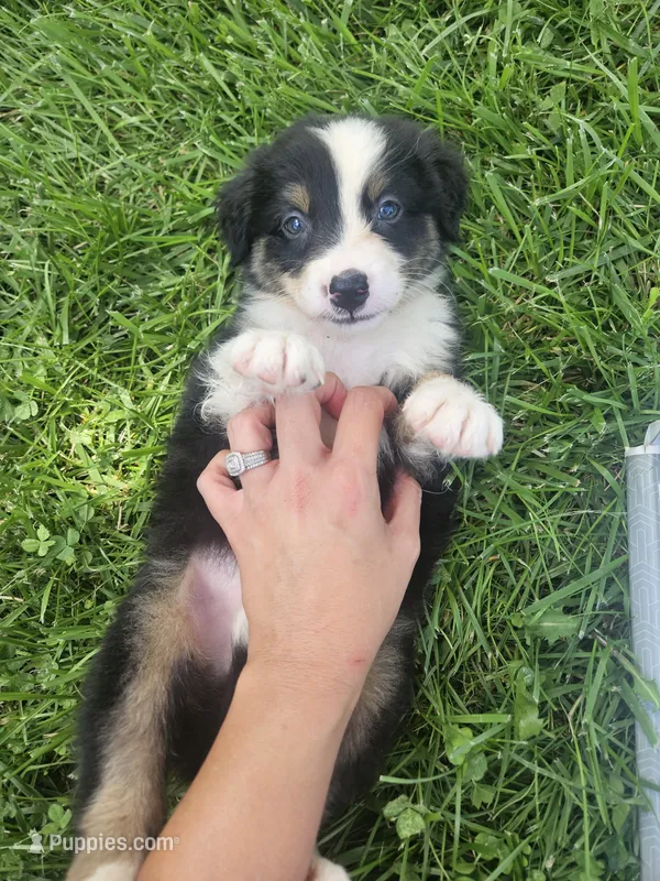 Louie – Australian Shepherd puppy for sale in Crab Orchard, KY
