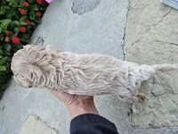 Wren, a female Bichpoo for sale in Crab Orchard, KY – 2 of 6