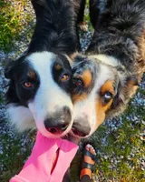 Leo, a male Australian Shepherd for sale in Crab Orchard, KY – 6 of 6