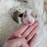 Abbie, a female Cavapoo for sale in Crab Orchard, KY – Photo 3 of 5