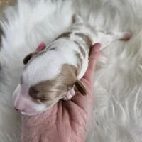 Abbie, a female Cavapoo for sale in Crab Orchard, KY – Photo 2 of 5