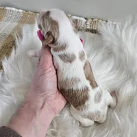 Abbie, a female Cavapoo for sale in Crab Orchard, KY – Photo 5 of 5