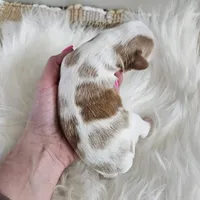 Abbie, a female Cavapoo for sale in Crab Orchard, KY – Photo 4 of 5