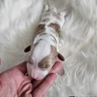 Abbie, a female Cavapoo for sale in Crab Orchard, KY – Photo 1 of 5