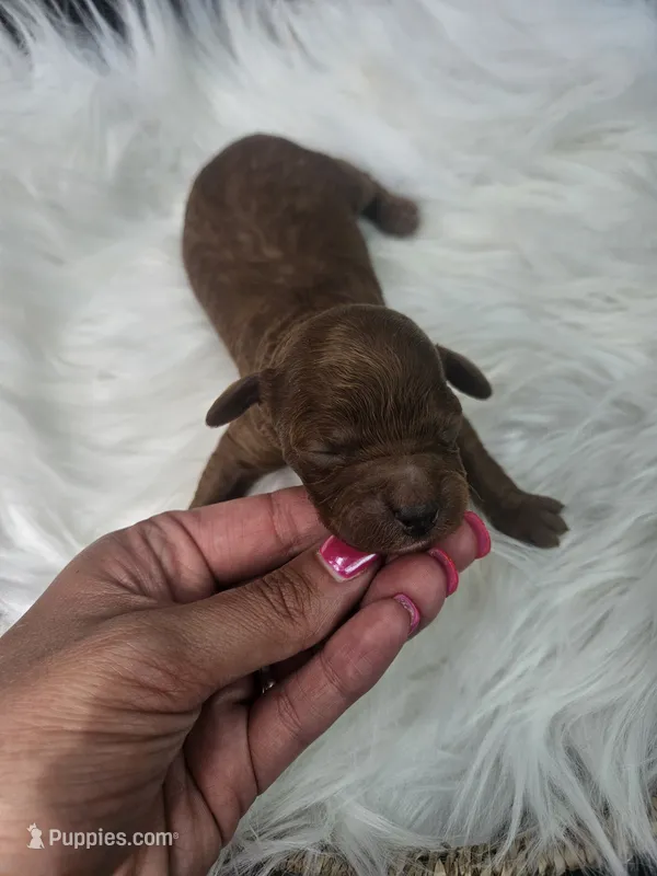 Silas, a male Cavapoo for sale in Crab Orchard, KY – 1 of 4