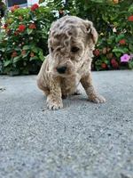 Winston, a male Bichpoo for sale in Crab Orchard, KY – 3 of 5