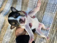 Yoshi, a male Rat Terrier for sale in Crab Orchard, KY – 1 of 3