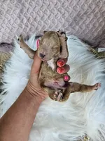 Jax, a male Cavapoo for sale in Crab Orchard, KY – 4 of 4