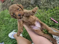 Silas, a male Cavapoo for sale in Crab Orchard, KY – 4 of 6