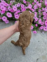 Grace, a female Cavapoo for sale in Crab Orchard, KY – 5 of 5