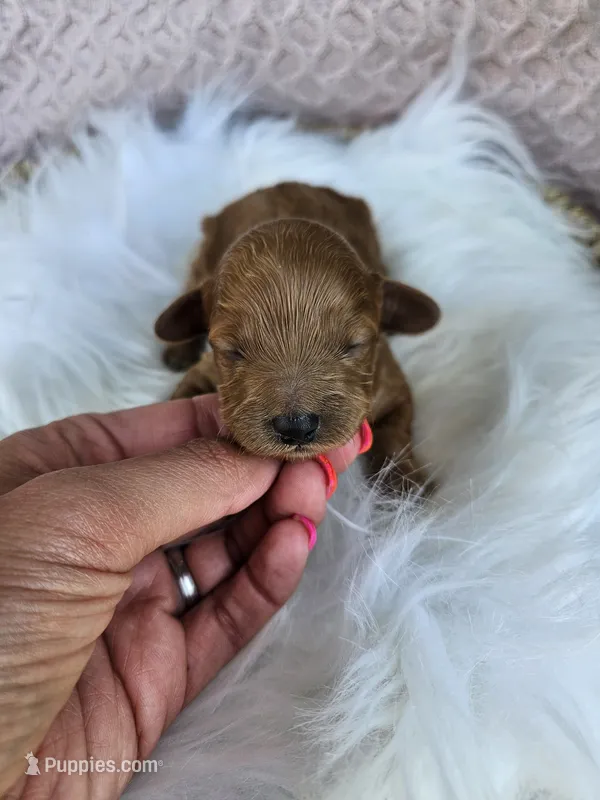 Maple – Cavapoo puppy for sale in Crab Orchard, KY
