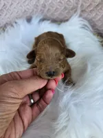 Maple, a female Cavapoo for sale in Crab Orchard, KY – 1 of 3