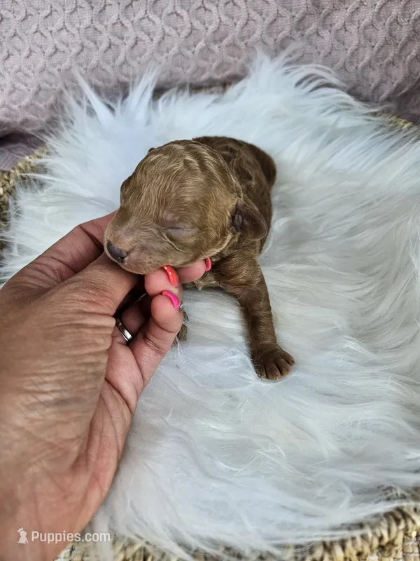 Joker – Cavapoo puppy for sale in Crab Orchard, KY