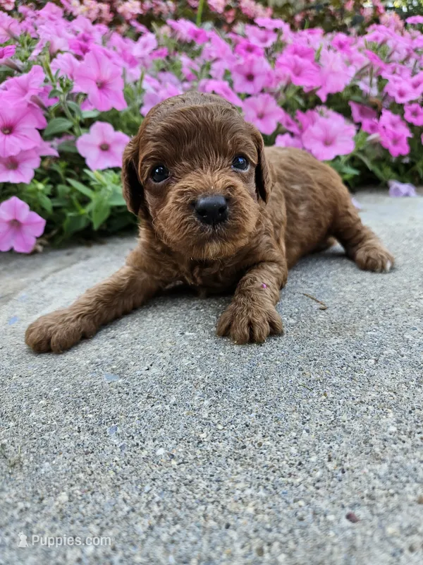 Honey – Cavapoo puppy for sale in Crab Orchard, KY
