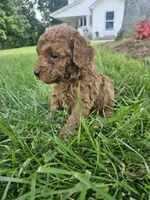 Joker, a male Cavapoo for sale in Crab Orchard, KY – 4 of 4