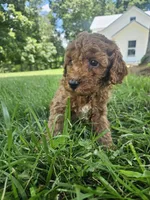 Judge, a male Cavapoo for sale in Crab Orchard, KY – 2 of 5