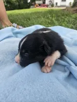 Ledger, a male Australian Shepherd for sale in Crab Orchard, KY – 3 of 7