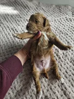 Atlas, a male Cavapoo for sale in Crab Orchard, KY – Photo 6 of 6