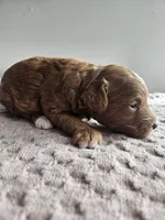 Atlas, a male Cavapoo for sale in Crab Orchard, KY – Photo 4 of 6