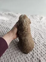 Atlas, a male Cavapoo for sale in Crab Orchard, KY – Photo 3 of 6