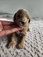 Atlas, a male Cavapoo for sale in Crab Orchard, KY – Photo 5 of 6