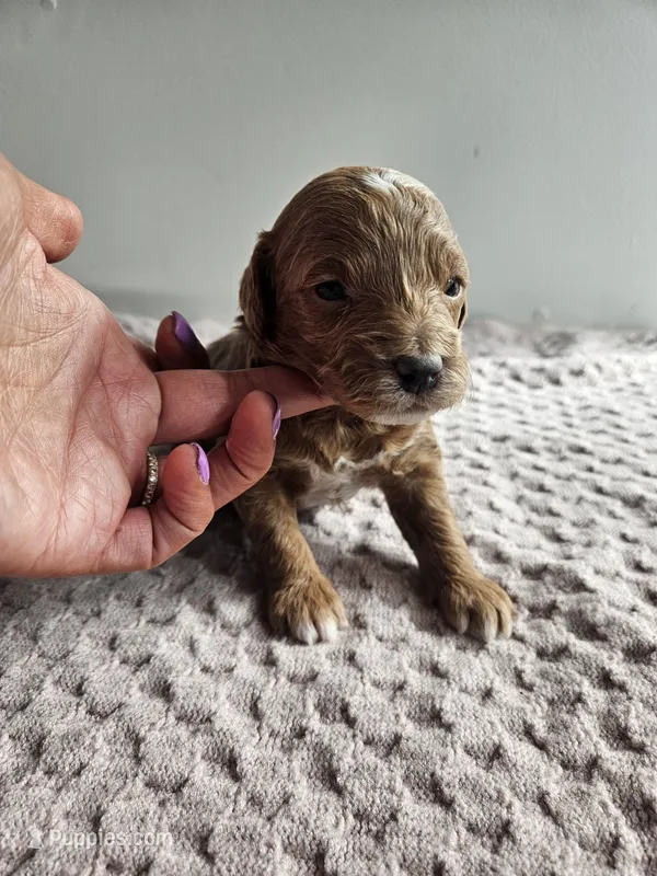 Atlas – Cavapoo puppy for sale in Crab Orchard, KY