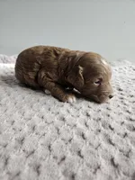 Atlas, a male Cavapoo for sale in Crab Orchard, KY – Photo 2 of 6