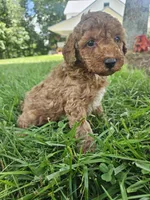 Judge, a male Cavapoo for sale in Crab Orchard, KY – 5 of 5