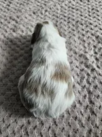 Addie, a female Cavapoo for sale in Crab Orchard, KY – Photo 3 of 4