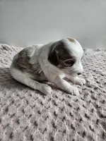 Addie, a female Cavapoo for sale in Crab Orchard, KY – Photo 4 of 4