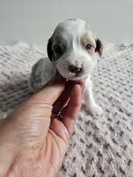 Addie, a female Cavapoo for sale in Crab Orchard, KY – Photo 2 of 4