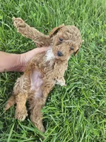 Jax, a male Cavapoo for sale in Crab Orchard, KY – 6 of 6