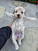 Willow, a female Bichpoo for sale in Crab Orchard, KY – 5 of 5