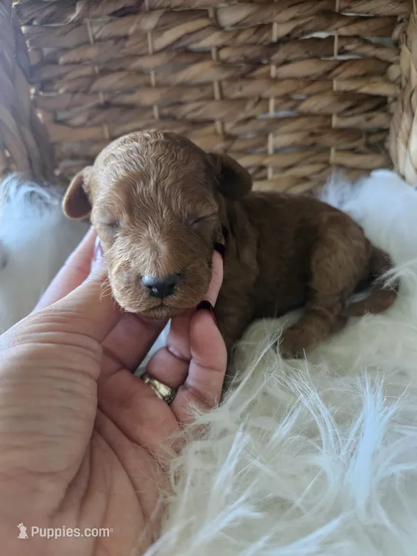Gus – Cavapoo puppy for sale in Crab Orchard, KY