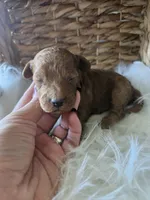 Gus, a male Cavapoo for sale in Crab Orchard, KY – 1 of 7