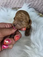 Rusty, a female Bichpoo for sale in Crab Orchard, KY – 3 of 4