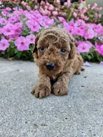 Griff, a male Cavapoo for sale in Crab Orchard, KY – 3 of 4