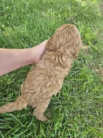 Mars, a male Cavapoo for sale in Crab Orchard, KY – 5 of 5