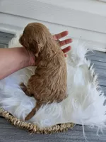 Chase, a male Cavapoo for sale in Crab Orchard, KY – Photo 4 of 5